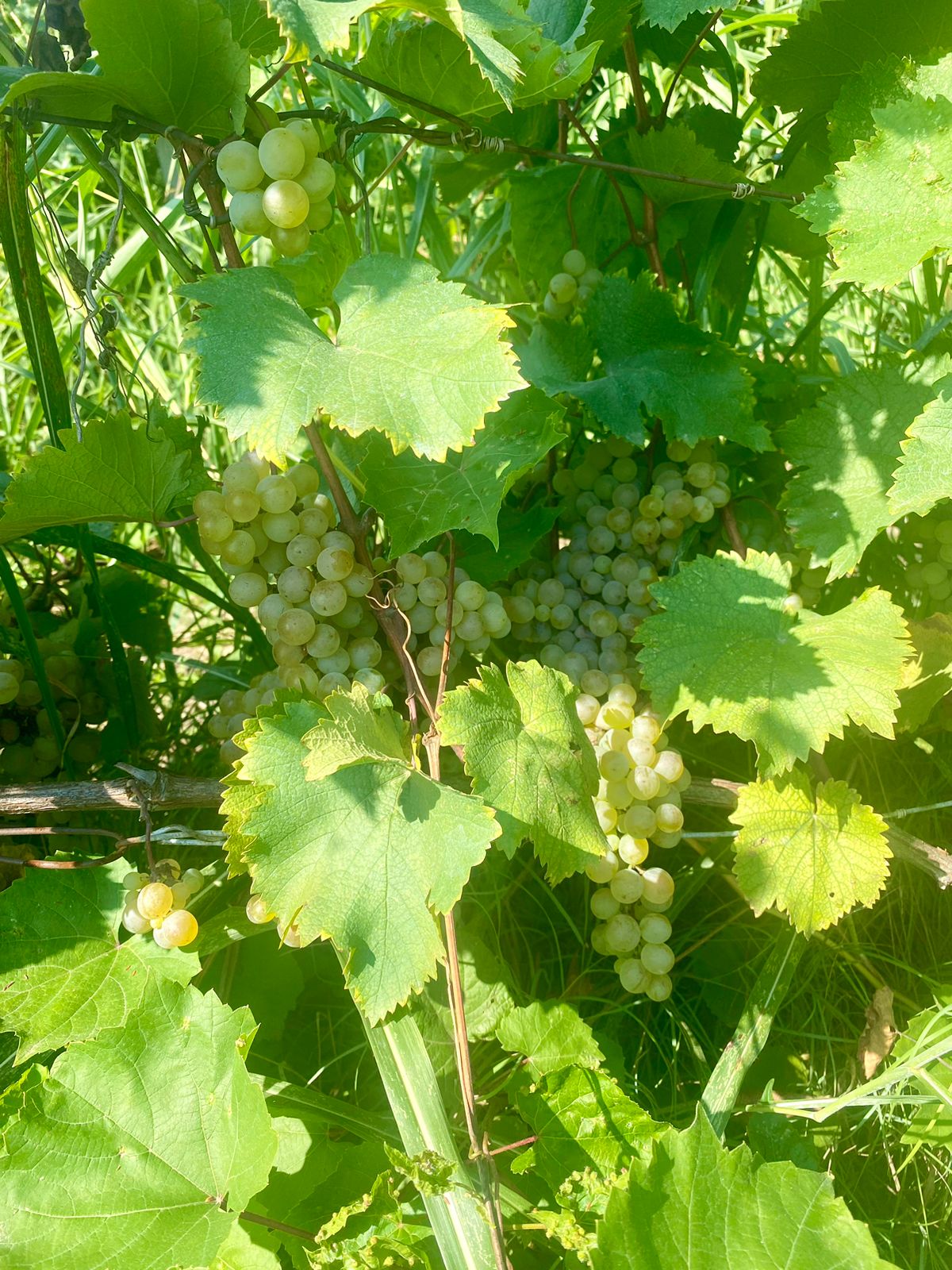Vineyard at sunset with grapevines